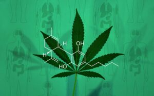 Understanding the Mechanisms: How Does CBD Oil Work in the Body?